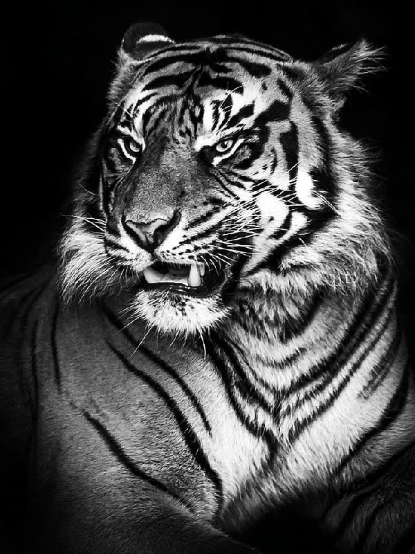 5D Diamond Painting Black and White Animals **Square Drills Only**