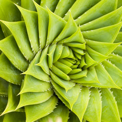 5D Diamond Painting Green Cactus Swirl