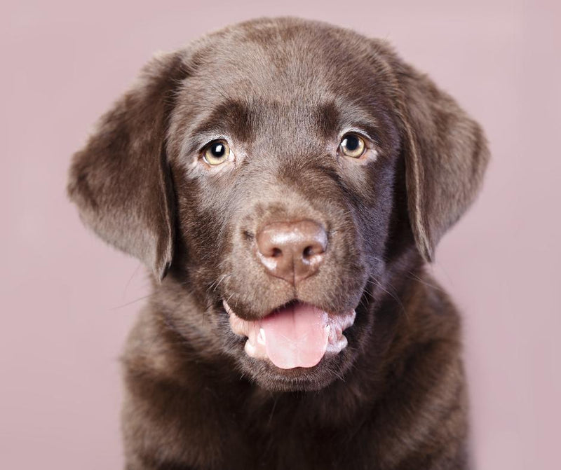 5D Diamond Painting Cute Chocolate Labrador Puppy