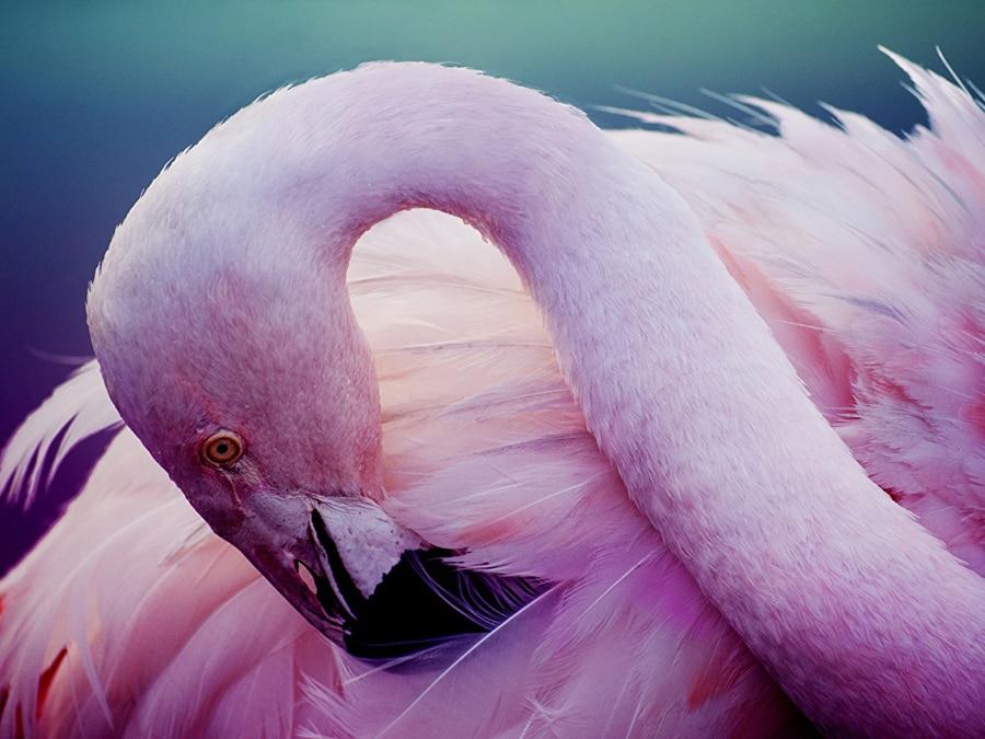5D Diamond Painting Flamingo