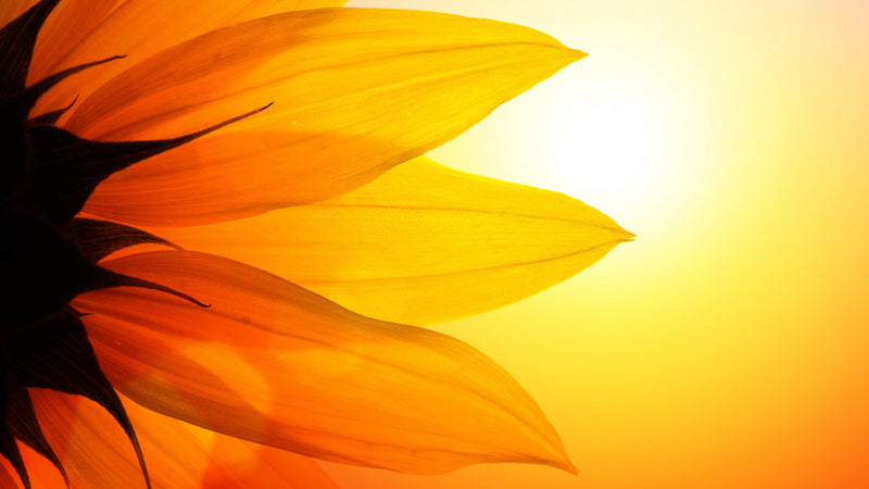 5 Diamond Painting Sunflower Petals